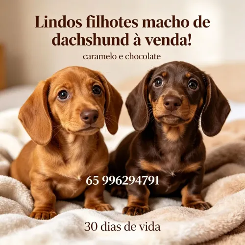 Danchuhald disponível