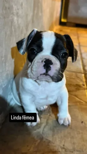 Bulldogue fêmea 