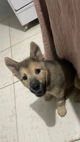 Vendo cachorro husky com chow chow