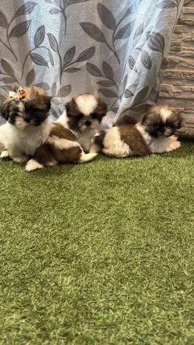 Shih Tzu adorável