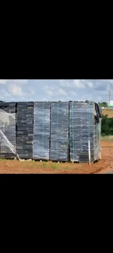 Bandejas para horticultura