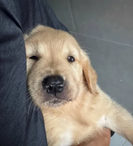 Golden