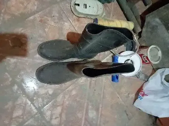 Bota