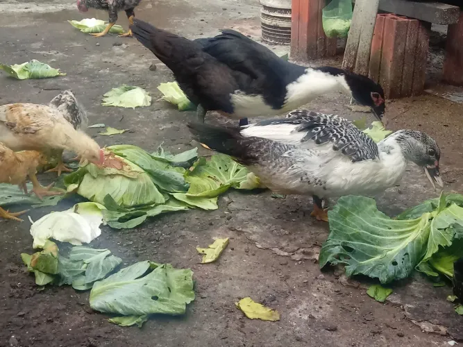 Patos / ZL