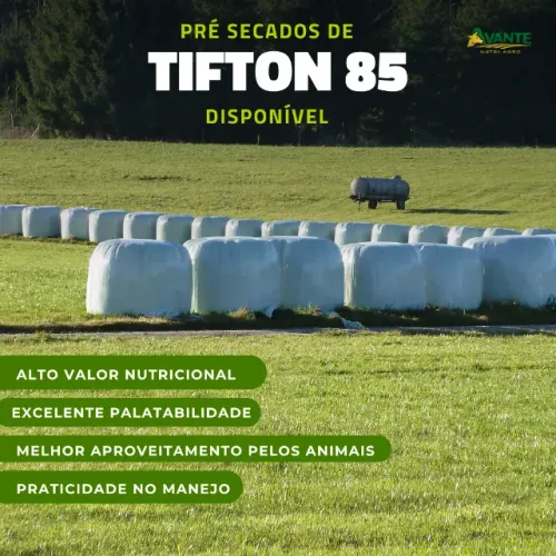 Bolas de feno pré-secado (volumoso) de Tifton 85 premium 650kg a 700kg