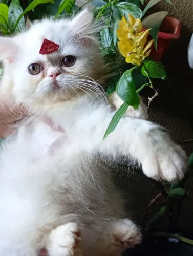 Linda gata persa fêmea com 60 dias Branca neve rasa pura 