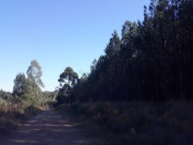 Fazenda de porteira fechada com 3.199,27 hectares com pinus, eucaliptos e araucá