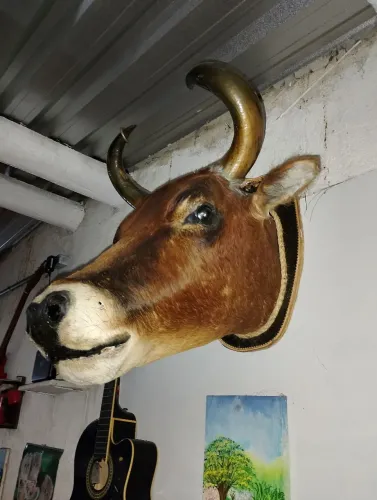 Cabeça de Boi 