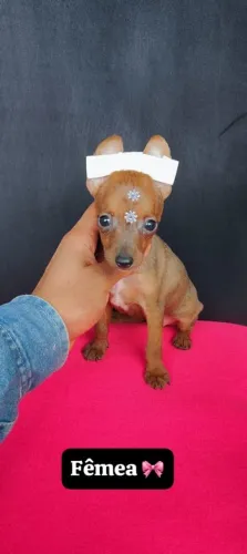 Pinscher com 50 dias vacinado