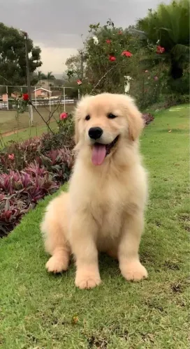 Golden Retriever - Doguinho Que Pode Conquistar Seu Espaço Logo De Cara