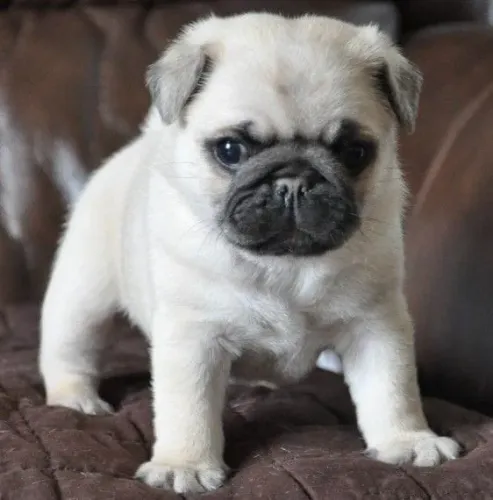 Cachorro filhote pug super dócil e pelagem densa sedosa