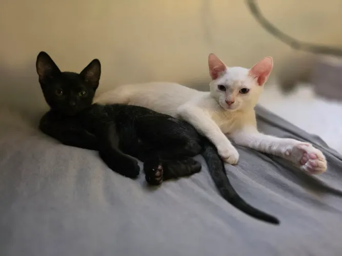 Adoção Responsavel Conjunta Gatinhos - Fúria da Noite e Fúria da Luz