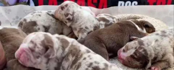 filhote de american bully apenas uma disponível para entrega imediata