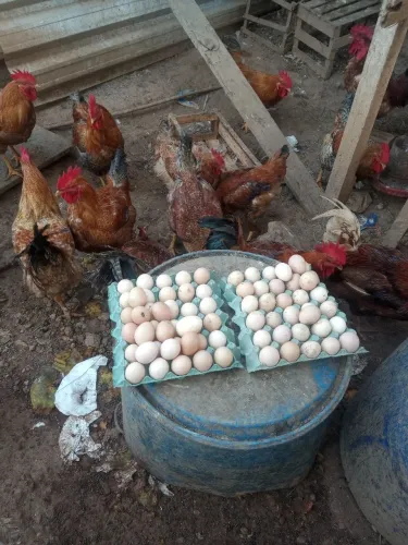 Ovos caipira legítimo e novinhos