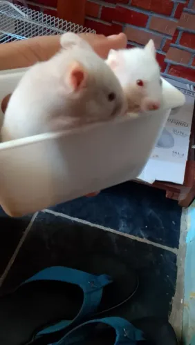 Hamister