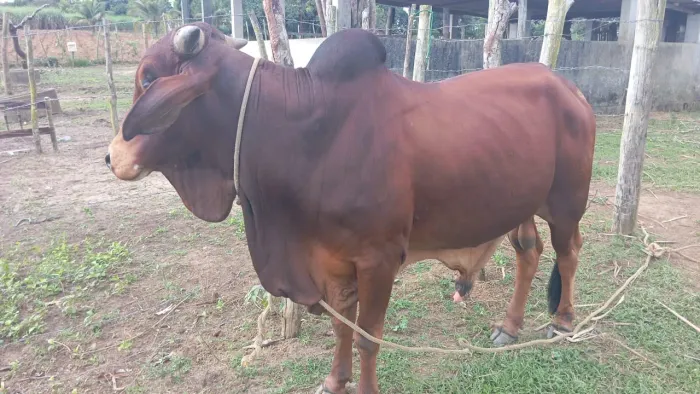 Touro Sindi PÔ