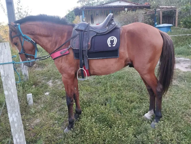 Cavalo a venda