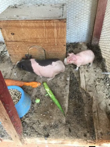 Porquinho da Índia skinny (Piria sem pêlos)