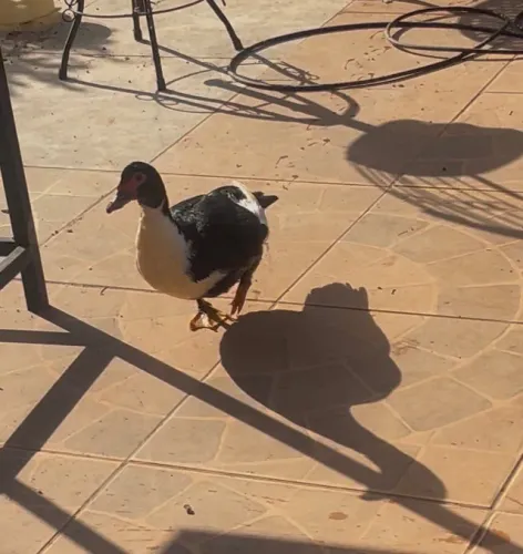 Venda patos e patas