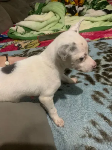 Pincher
