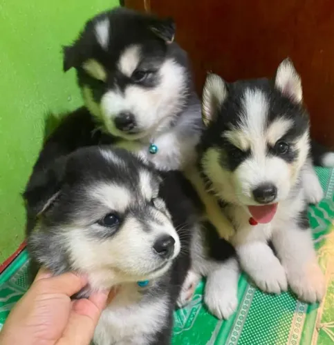 Filhote de husky siberiano