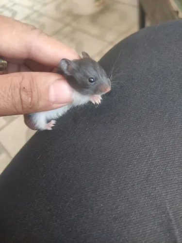 Hamister sírio panda