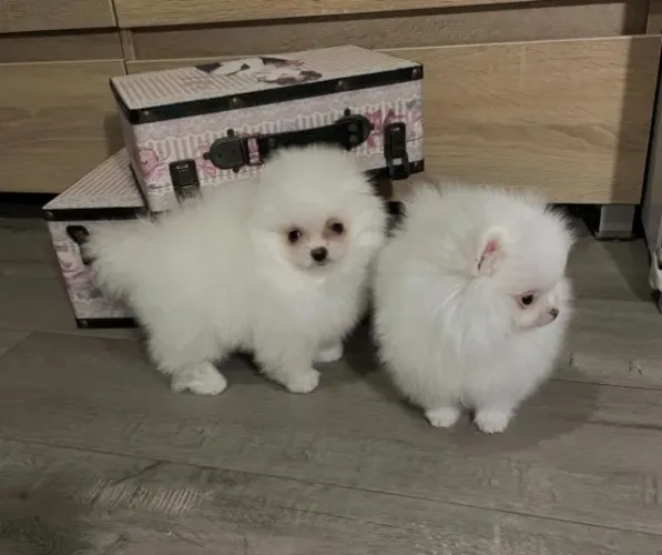 Cachorro Lulu da Pomerania criado em ambiente familiar, promoção só hoje