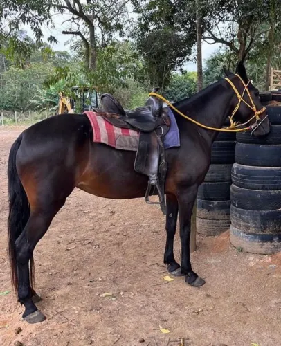 ÉGUA LINDA E MUITO DÓCIL, PASSEIO E CAVALGADA.