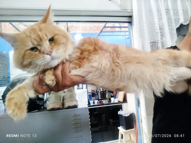 Fêmea Maine Coon