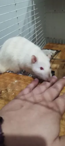 Ratos Twister mercol