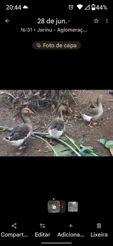 Lindos gansos