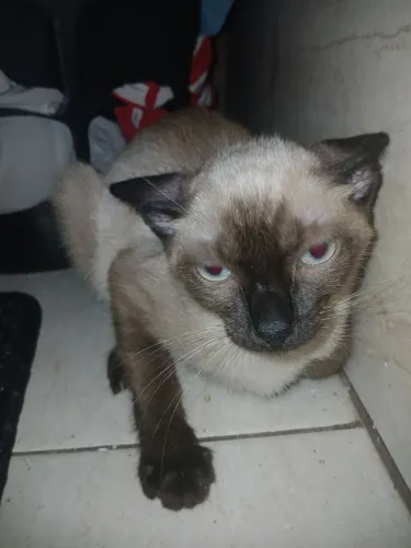 Gata Doando