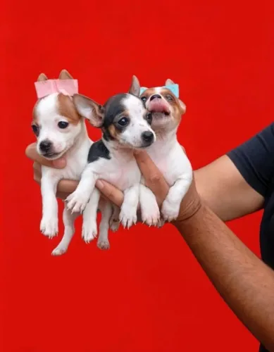 Pinscher macho e fêmea