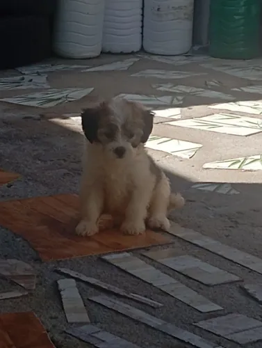  Vende-se Filhote de Shitzu com Poodle 