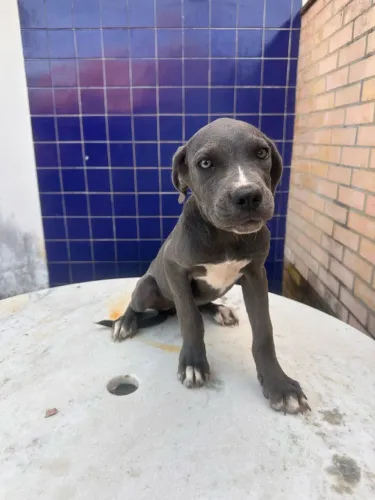 Fêmea de Cane Corso
