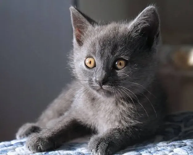Russian blue hipoalergenico 