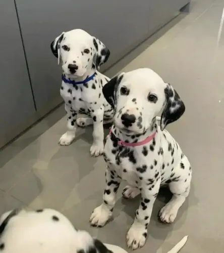 Dalmata O Dálmata participou de uma brincadeira animada.