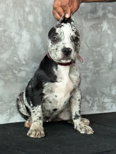 American Bully 