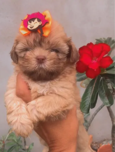 Shihtzu fêmea 