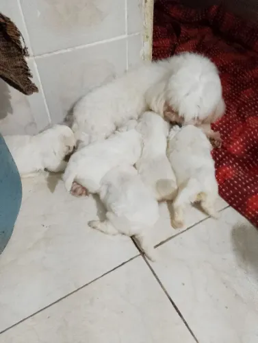 Venda do cachorro 