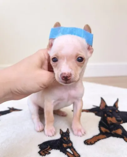 Pinscher Mini Cheios de Energia
