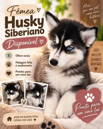 Fêmea husky siberiano filhote