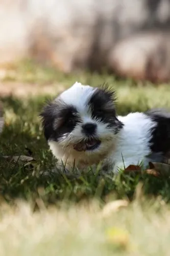 Shih Tzu Filhotinho que chegou para chamar sua atenção