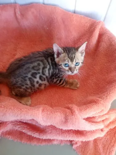 Gatinhos bengal 