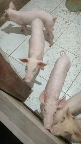 Vendo porcos