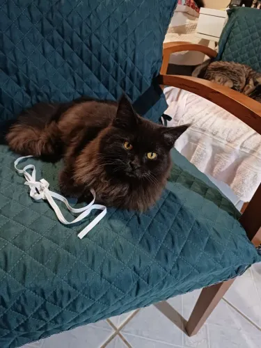 Preço diferenciado para este final de semana ? 2 Gatos Maine Coon fêmea preta e cinza ?
