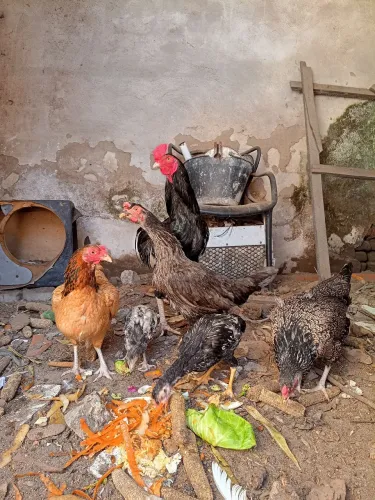 1 galo e 3 galinhas.