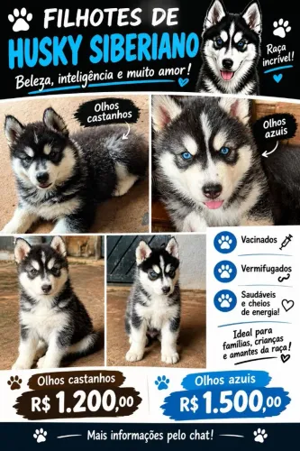 Venda de husky siberiano 