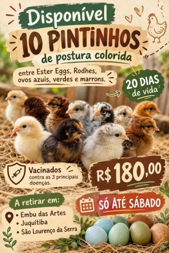 Pintinhos de ovos coloridos 