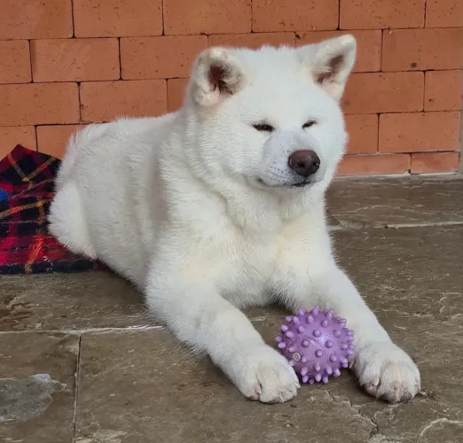AKITA FILHOTE - LEIA O ANÚNCIO 